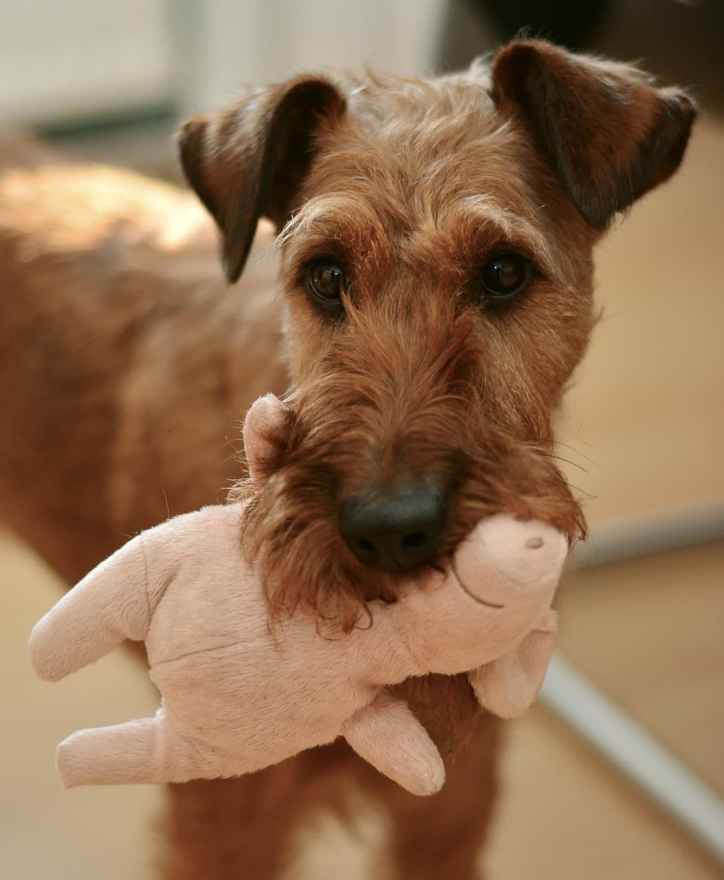 Dog holding a stuffed animal