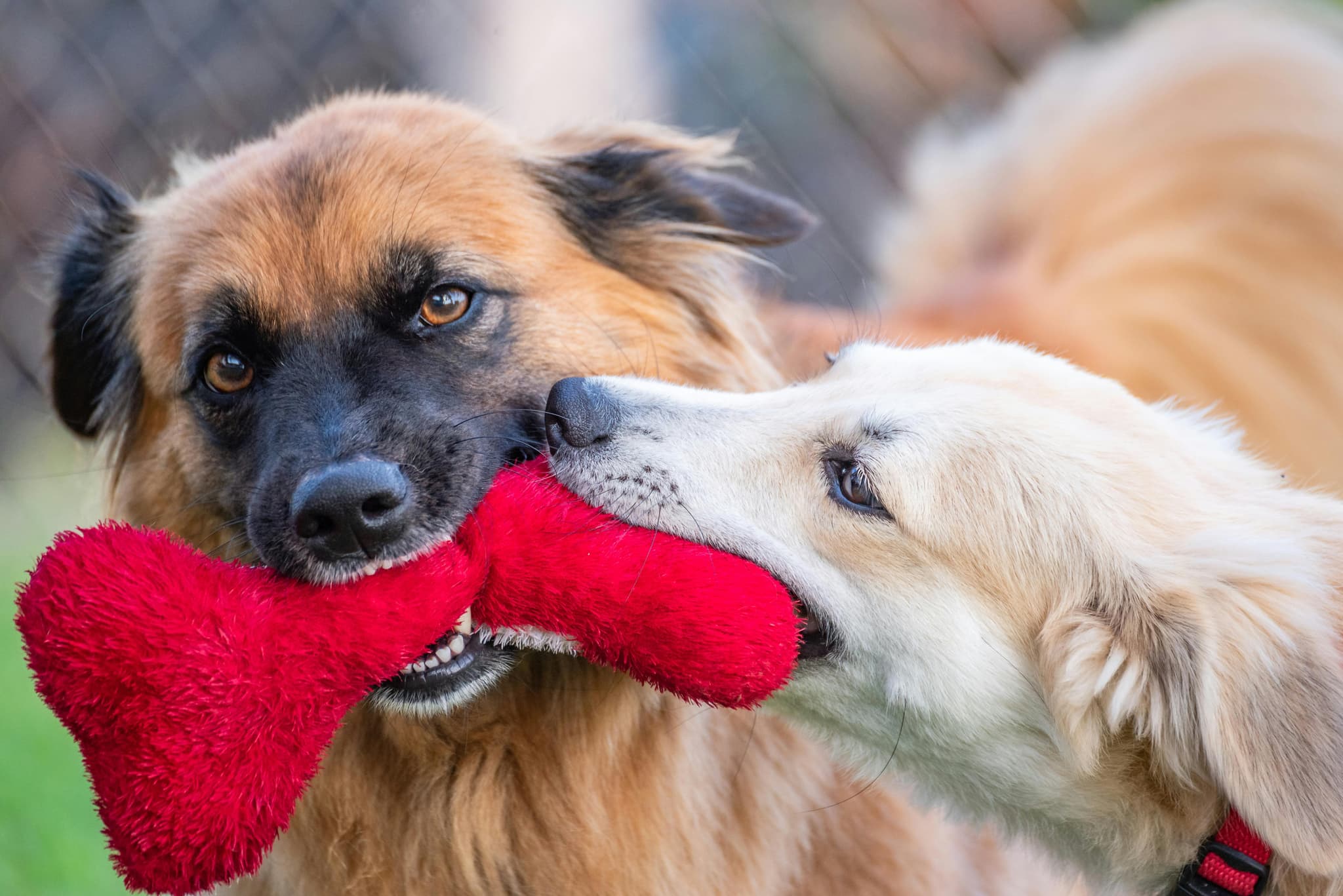 Dogs sharing stuffed animal